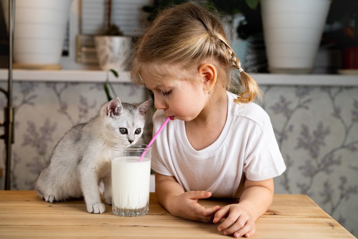 コップの牛乳を飲む少女とそれを見る子猫