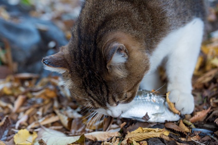 魚を咥えた猫