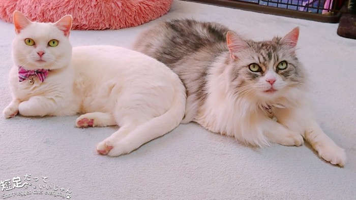 白猫と長毛の猫