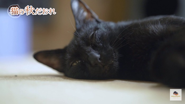 横たわる黒猫アップ
