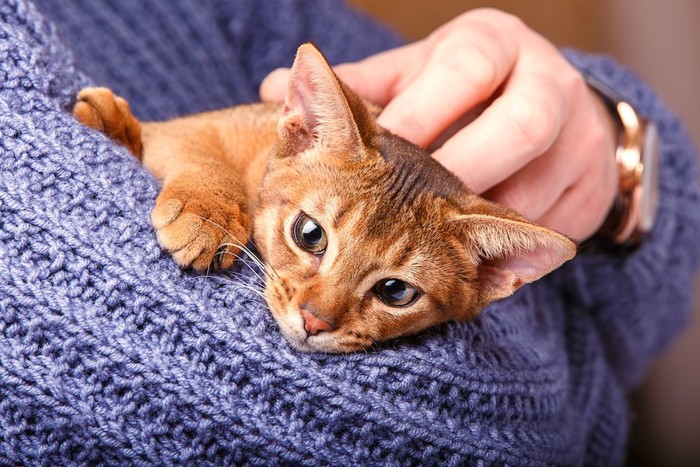 セーターを着た飼い主に抱かれている猫