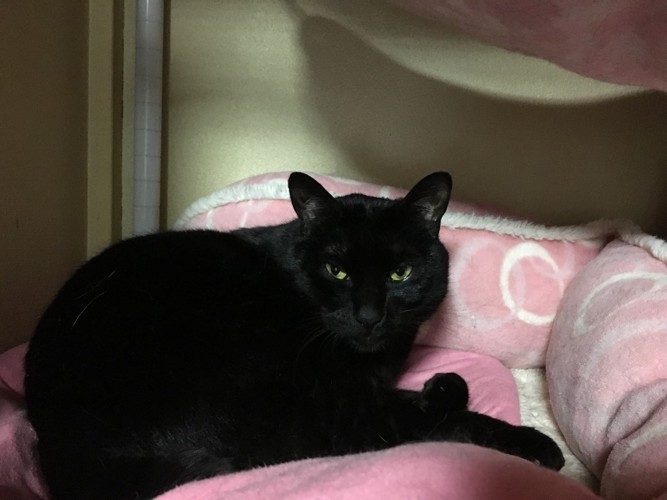 ピンクのベッドで寝る黒猫