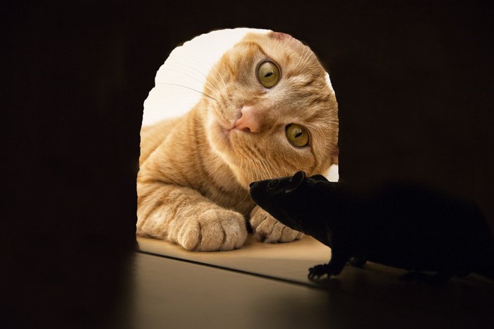 ネズミを穴から見る猫
