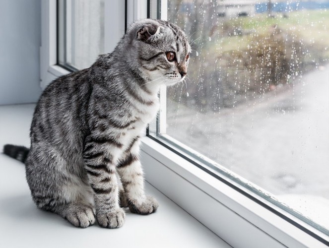 窓から外の雨を見る猫