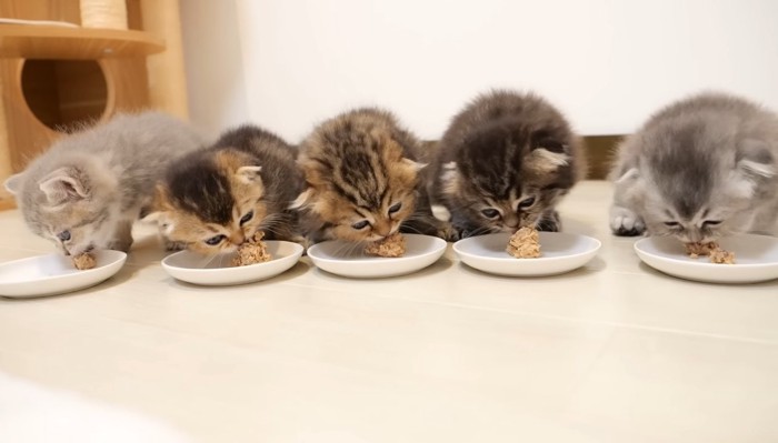 並んでご飯を食べる5匹の子猫