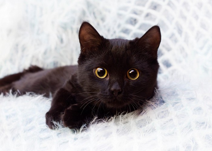 カメラ目線の黒猫