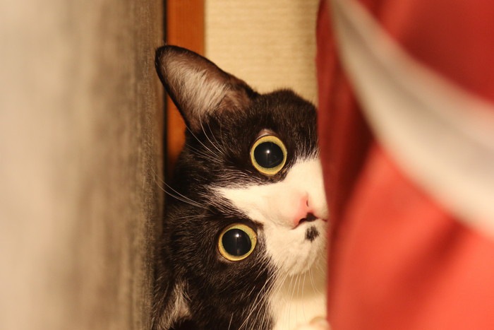 まん丸な猫の目の写真