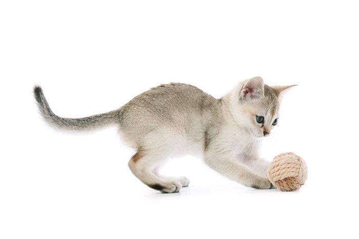 ボールで遊ぶシンガプーラの子猫