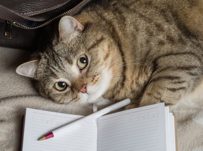 猫とノートとペン