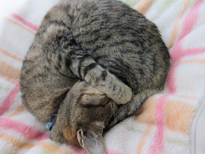 アンモニャイト寝の猫