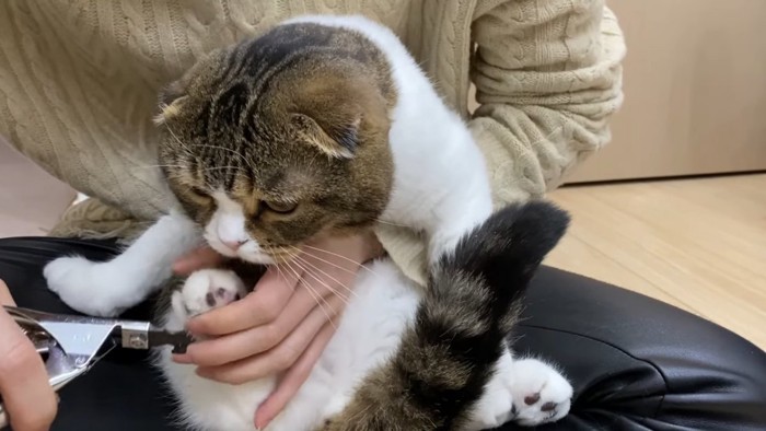 爪切りに顔を近づける猫