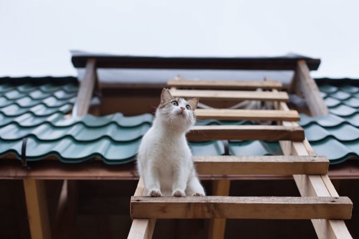 屋根の上に乗る猫