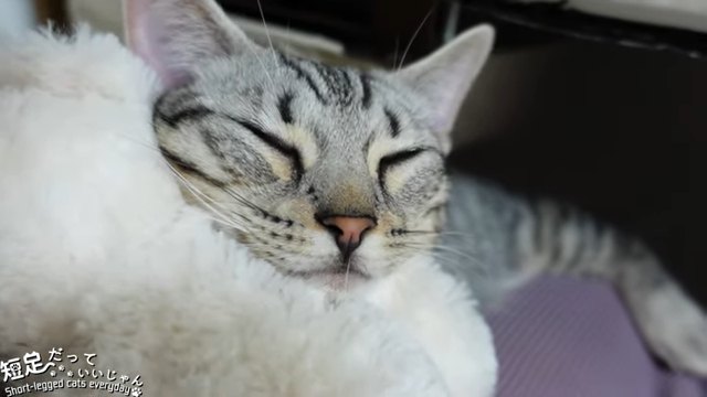 ぬいぐるみを枕にして寝る猫
