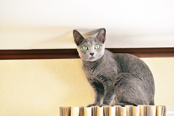 壁で驚いた顔の灰色の猫