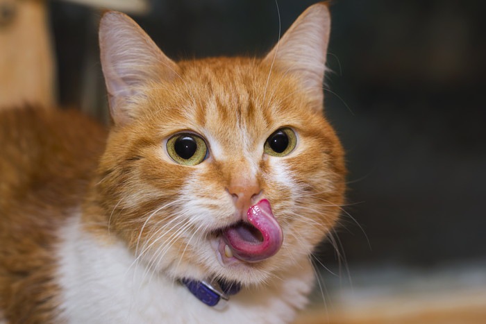 舌をペロリと出す猫