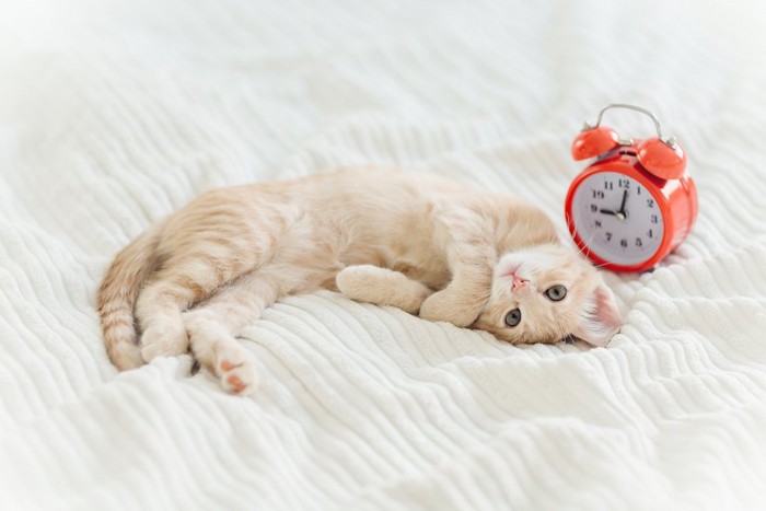 目覚まし時計と寝転んだ子猫