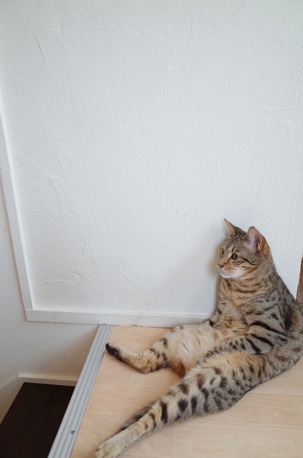 玄関でスコ座りする猫