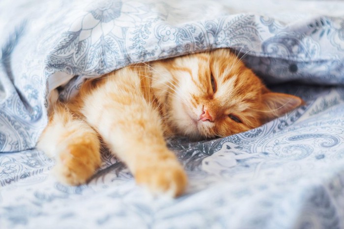 布団の中で気持ちよさそうに眠る猫