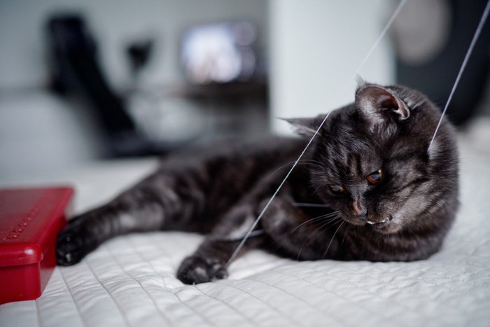 布団の糸をくわえて遊ぶ黒猫