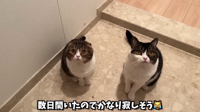 見上げる2匹の猫
