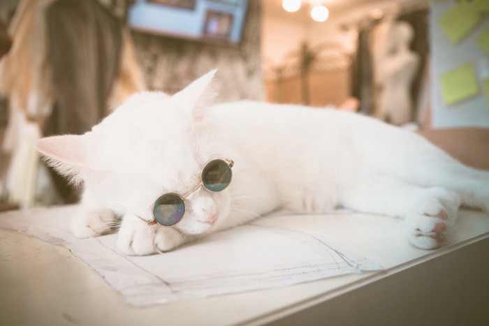 サングラスをかけて寝る白猫