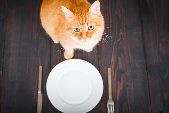 お皿とナイフとフォークの前に座る猫