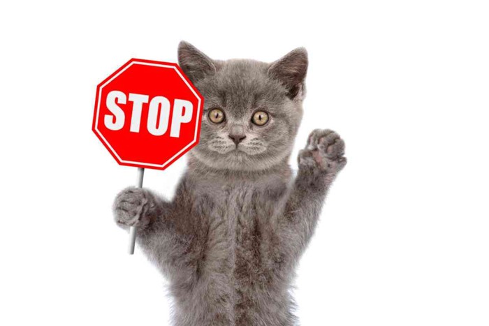 STOPサインを持つ猫