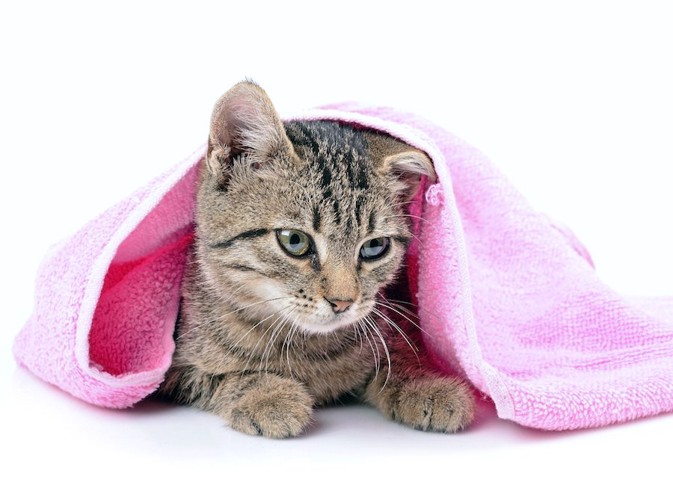 ピンクのタオルと子猫