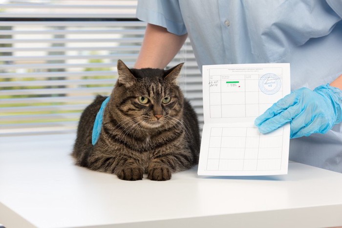 検査用紙と猫