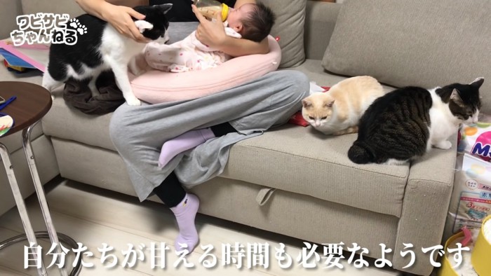 赤ちゃんの周りに集まる猫