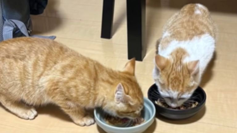 キャットフードを食べている猫たち