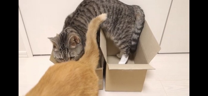 隣の箱に移る猫