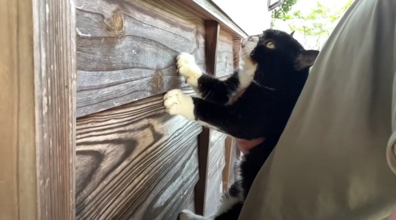 別の壁を押し返す黒白猫
