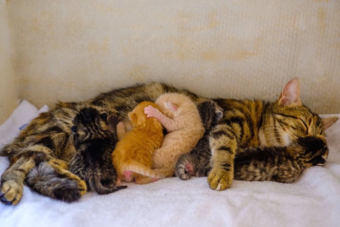 授乳中のキジトラの母猫と子猫