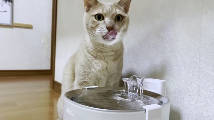 給水器とベージュ猫