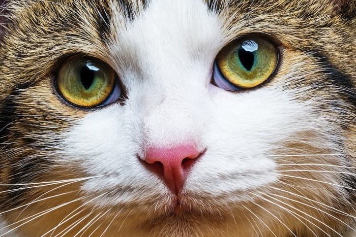 ヘーゼル色の目の猫