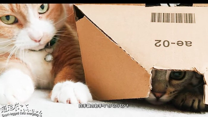 箱の中の猫と隣にいる茶白の猫