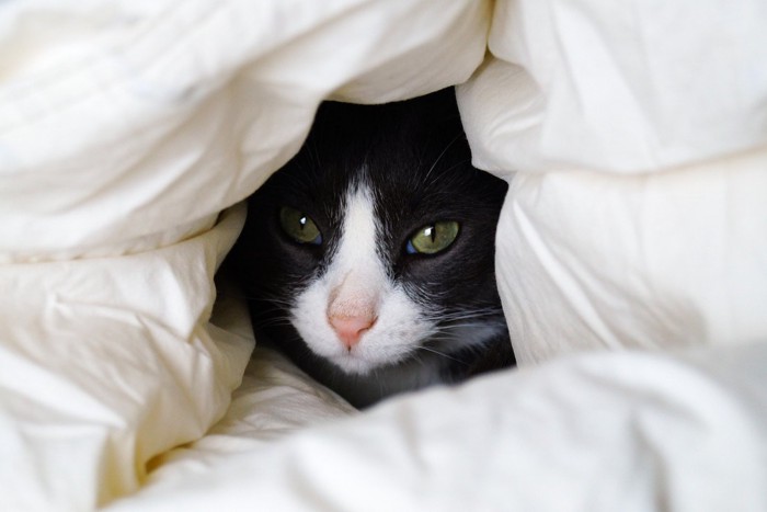 布団に身を隠す猫