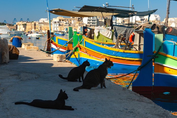 マルタ島の港の猫