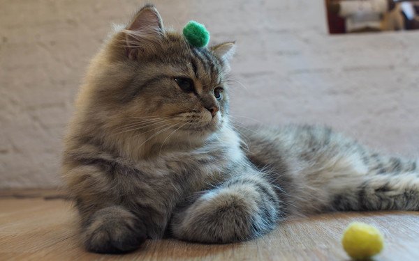 緑のボールを付けた猫