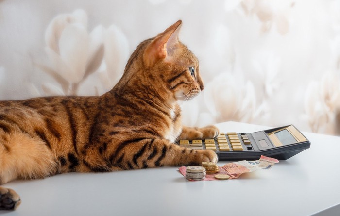 猫とお金と電卓