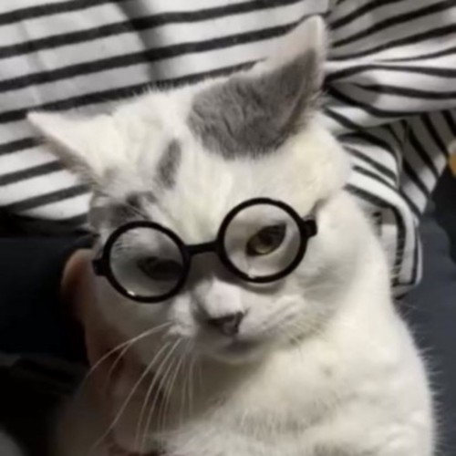 眼鏡をかけた知的な猫