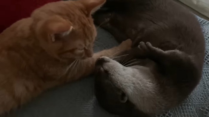 カワウソのお腹に触れる猫