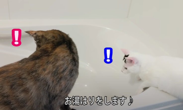 お湯が出る方を凝視する2匹の猫