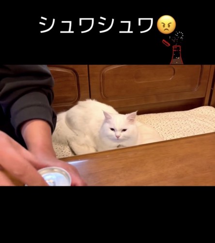 テーブルの上を見る白猫