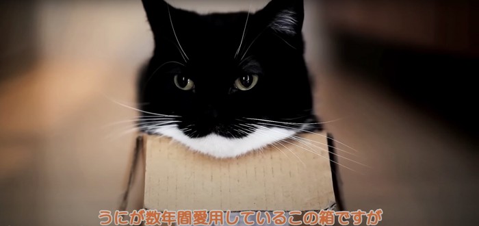 小さな箱に入っている猫