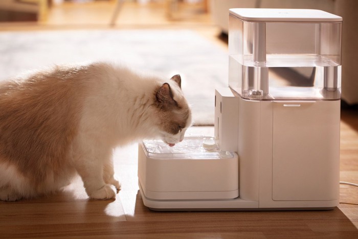自動給水器の水を飲む猫