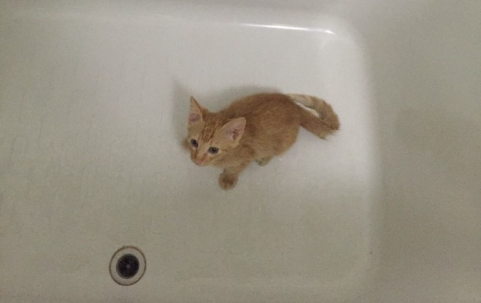 お風呂の中の猫