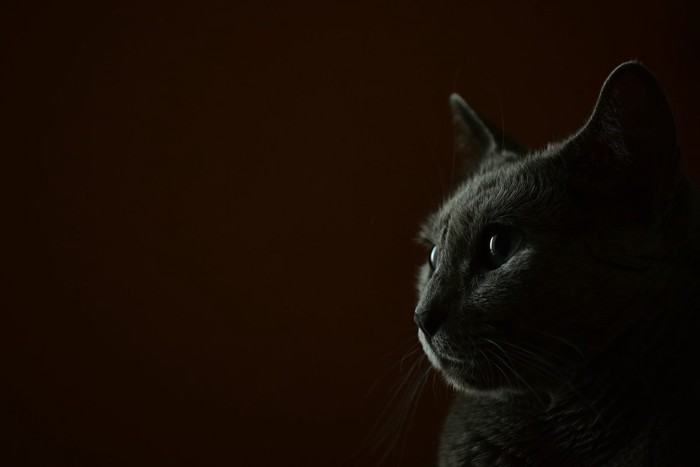暗いところにいる猫