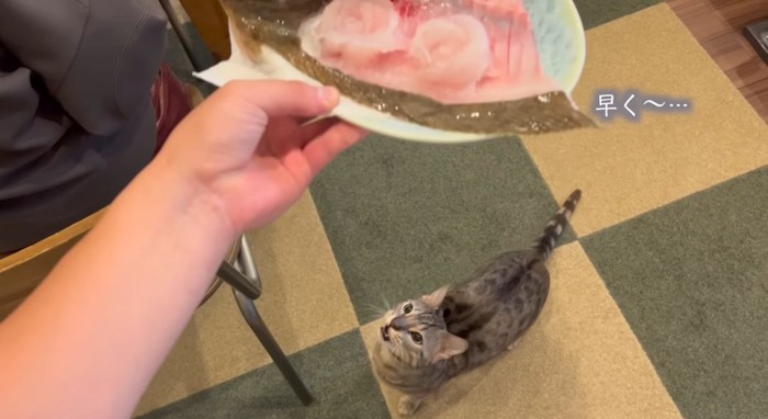 魚に反応する猫